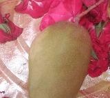 Indian Farmer Sells Mango for Rs 10000