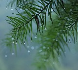 Unseasonal rain cause huge crop loss in Telangana
