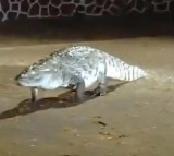 Viral Video Crocodile Causes Chaos at IIT Bombay