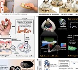 Chinese scientists develop human-like robotic hand with smart palm-finger coordination