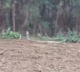 Giant King Cobra Terrifies Farmers in Devarapalli