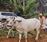 MP Kalishetti Celebrates Ugadi with Traditional Ploughing