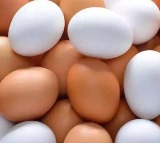 Americas Egg Crisis High Prices and Import Challenges