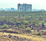 Telangana HC extends stay on tree felling near HCU till April 7