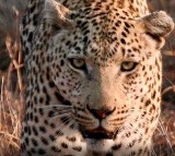 Leopard entering Bengaluru home locked in room, rescued after 5-hour operation