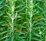Secret Herb That Could Transform Your Hair Overnight!