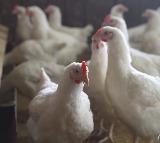 Bird flu: Centre makes registration of poultry farms mandatory, calls for amping up surveillance