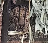Leopard Caught on SV University Campus, Tirupati
