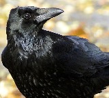 Talking Crow in Maharashtra Video Goes Viral