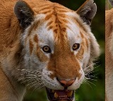 Golden Tiger Sighting in Kaziranga National Park