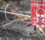 Hero Rat Ronin 100 Landmines Detected Guinness World Record