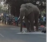 Elephant Steals Wheat Flour at Market in Haridwar