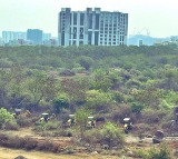 Tree-felling row: SC panel begins inspection of land near Hyderabad University