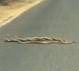Viral Video of Snakes Mating on Roadside