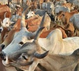 TTD denies deaths of over 100 cows in its goshala