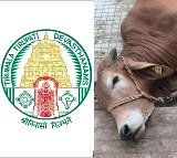 TTD Denies Rumors of Cow Deaths at Gosala