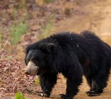 Village Residents Brutally Torture Stray Bear in Chhattisgarh