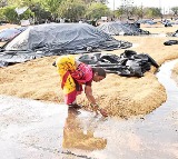 Heavy Rain and Hailstorm Ravage Crops Across Multiple Telangana Districts