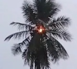 Lightning Strikes Coconut Tree in Bapatla Andhra Pradesh