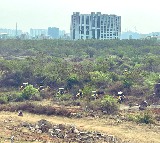 Telangana Govt Files Affidavit on Kancha Gachibowli Land in Supreme Court