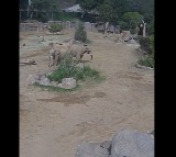 California Earthquake Elephants Strange Behavior Before Tremors