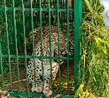 Leopard trapped on ICRISAT campus near Hyderabad