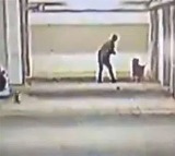 Man Kills 5 Puppies in Hyderabad Viral Video Sparks Outrage