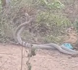 King Cobras Spotted Near Engineering College in Andhra Pradesh