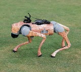 Robotic Dog Named ‘Champak’ Adds Flair to IPL 18