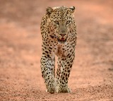 Villagers Lose Sleep Over Leopard Scare in Gudibanda, Sri Sathya Sai District