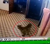 Leopard Enters Tamil Nadu Police Station