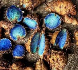 Unlock the Secrets of Black Turmeric