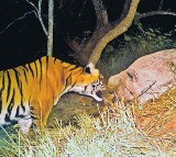 Tiger Roaming Nallamala: Public Advised Against Solo Forest Visits
