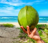 Drinking Too Much Coconut Water This Summer? Must Read This