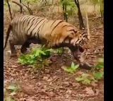 Five Killed in Four Days by Tiger on Maharashtra Telangana Border