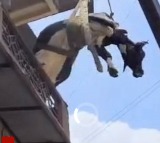 Cow Rescued from Third Floor in Pune Using Crane