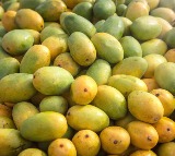 Crores Worth of Indian Mango Shipments Rejected in the US Due to Documentation Errors