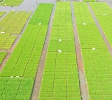 Japan Minister Apologizes After Controversial Rice Comments