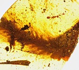 Researchers Discover 99 Million Year Old Dinosaur Tail