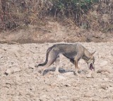 Indian Grey Wolf Spotted Near Yamuna River in Delhi