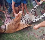Royal Bengal Tiger Beaten to Death by 1,000 in Golaghat