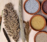 International Millets Centre in Hyderabad: Centre Sanctions ₹250 Crore for Establishment