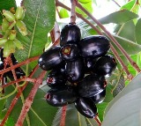 Eat Jamun, Beat Disease: Here’s Why It Works