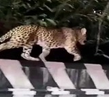 Leopard Spotted on Tirumala First Ghat Road Creates Panic