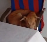 Dharmaji Peta Dog sits in Sarpanch chair video goes viral