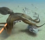 Octopus Watch the viral video of its incredible grip