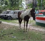 Akash Yadavs Horse in Custody Creates Challenge for Bihar Police