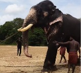Sankaranarayanan the elephant effortlessly pulls Fortuner car from river