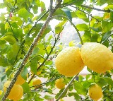 Lemon Farmers Crushed by Price Crash, Fruits Abandoned on Trees