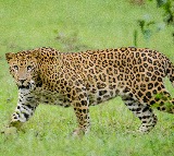 Leopard wreaks havoc in Rajasthan's Bhilwara, leaves several villagers seriously injured